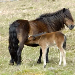 Dartmoor : guide complet sur ce poney rustique