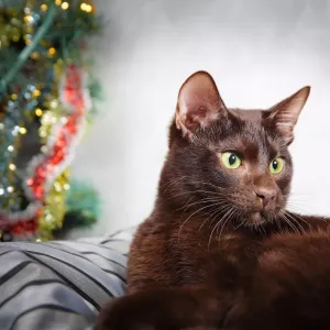 Havana Brown : rareté et charme de ce chat au pelage chocolat