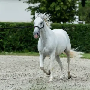 Lipizzan : tout savoir sur cette race emblématique