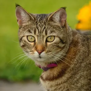 Pixie Bob : le chat à l'apparence sauvage, mais au cœur tendre