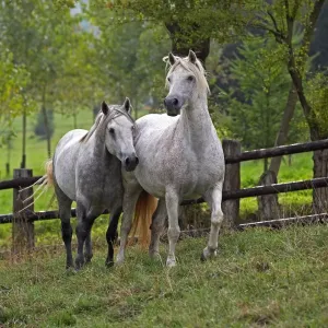 Connemara : le poney irlandais qui a tout pour plaire