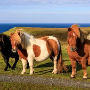 Poney Shetland : entretien et caractéristiques de ce poney