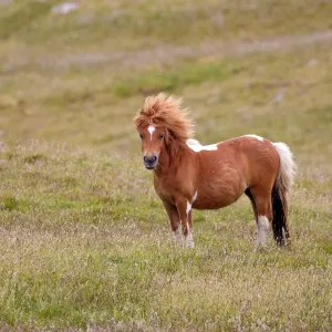 Les races de poneys les plus adorées et adaptées !
