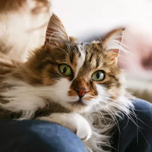 Ragamuffin : douceur et affection, tout sur ce chat câlin