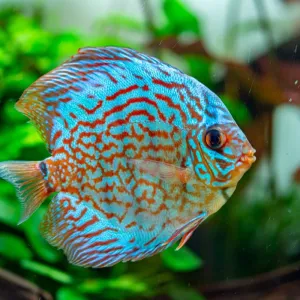 Discus : guide complet sur l'entretien et les soins