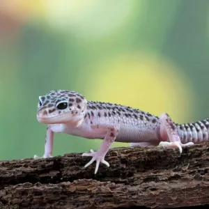Gecko léopard : guide d'entretien et de soins