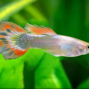 Guppy : soins essentiels et entretien de ce poisson populaire !