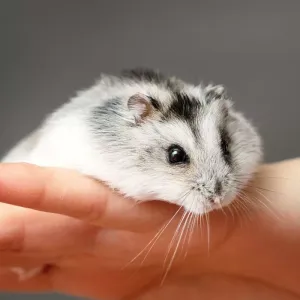 Hamster russe : tout sur ses besoins et son entretien