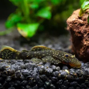 Pleco : entretien et soins pour ce poisson nettoyeur !
