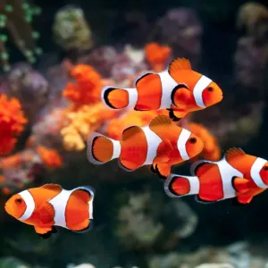 Poisson clown : entretien et caractéristiques essentielles