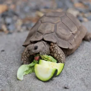 Tortue de terre : soins, entretien et caractéristiques