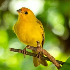 Canari : caractéristiques, soins et conseils