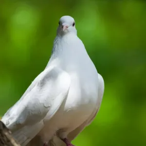 Colombe : symbolisme, caractéristiques et conseils pour en prendre soin
