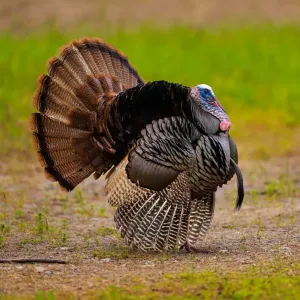 Dindon : origines, domestication et comportement de cet oiseau