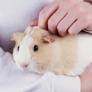 Quelle est l'espérance de vie du cochon d'inde ?