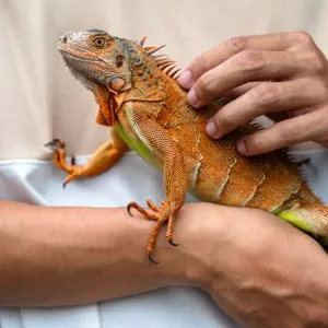 Tout ce qu'il faut savoir avant d'adopter un iguane domestique !