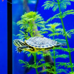 Le guide pour choisir un aquarium adapté à votre tortue !