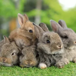 Lapin : conseils pour une alimentation saine