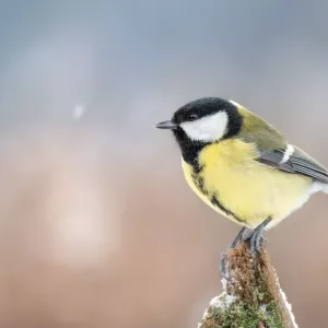 Mésange : guide des différentes espèces et de leurs habitudes