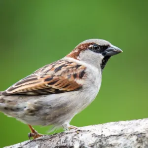 Moineau : tout savoir sur ses origines et son comportement