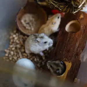 Comment nourrir votre souris ? Notre vétérinaire vous répond