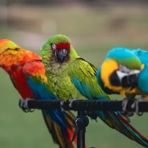 Perroquets : entretien et besoins spécifiques