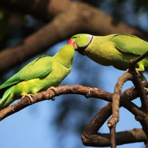 Perruche à collier : un oiseau vif et intelligent, conseils pour bien l’élever