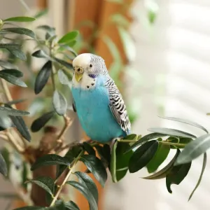 Perruches : guide d'entretien et soins pour ces oiseaux colorés