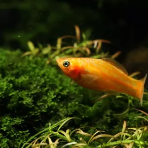 Poisson molly : tout savoir sur cette espèce colorée