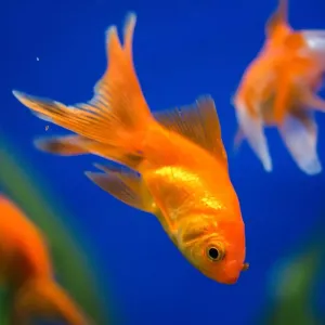 Poisson rouge : guide complet sur l'entretien et les besoins