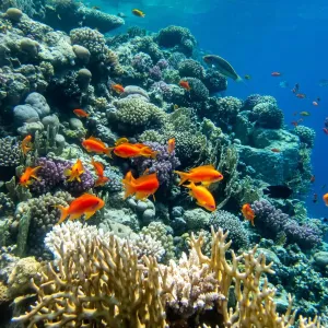 Poissons d’eau douce : guide complet des espèces populaires
