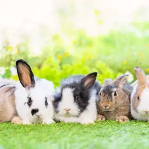 Les principales maladies du lapin