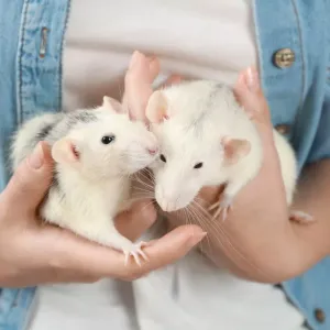 Les maladies transmises par le rat : prévention, symptômes et risques pour l’homme