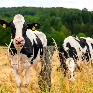Vache Holstein : tout sur cette race laitière populaire