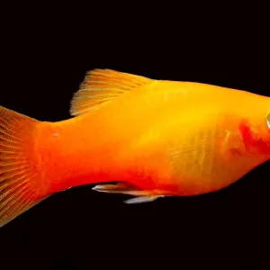 Platy : conseils d'entretien et caractéristiques de ce poisson