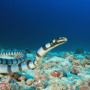 Serpent d’eau : tout savoir sur ces reptiles aquatiques