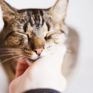 Pourquoi les chats ronronnent-ils vraiment ? Ce que dit la science