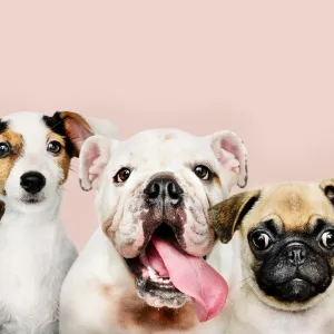 10 races de chiens parfaites pour vivre en appartement