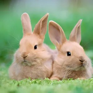 Les lapins comprennent-ils ce qu’on leur dit ?