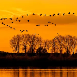 Comment les oiseaux migrateurs trouvent-ils leur chemin ?