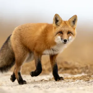 Le renard est-il vraiment rusé ? Analyse d’un mythe
