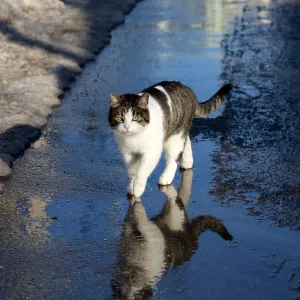 Pourquoi les chats détestent-ils l’eau ?
