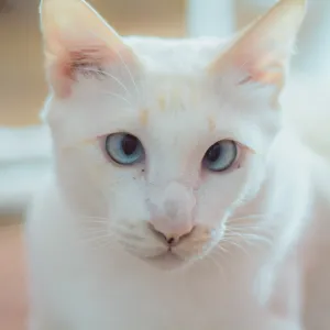 Les animaux peuvent-ils souffrir de troubles mentaux ?