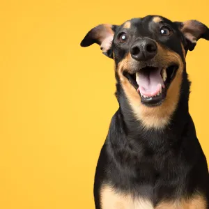 Pourquoi certains chiens "sourient" en montrant les dents ?