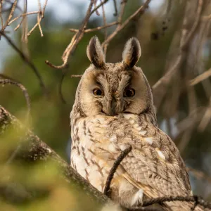 Les chouettes peuvent-elles vraiment tourner leur tête à 360° ?