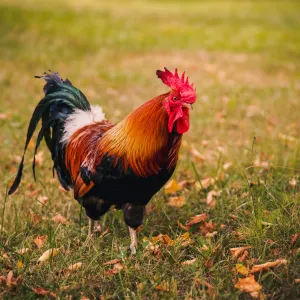 Pourquoi le coq chante-t-il toujours à l’aube ?