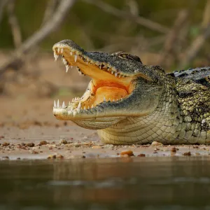 Les crocodiles pleurent-ils vraiment en mangeant ?