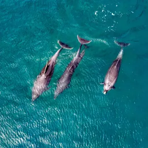 Les dauphins donnent-ils des noms à leurs amis ?