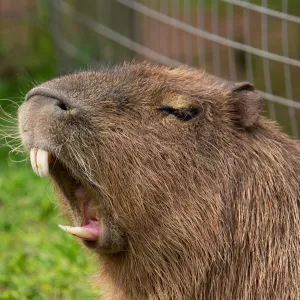 Pourquoi les dents de rongeurs ne cessent-elles jamais de pousser ?