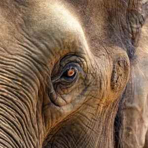Les éléphants pleurent-ils vraiment leurs morts ?